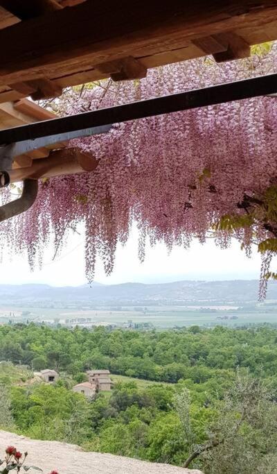 Città della Pieve Vesper - Casale Con Piscina - Ad Galli Cantum מראה חיצוני תמונה